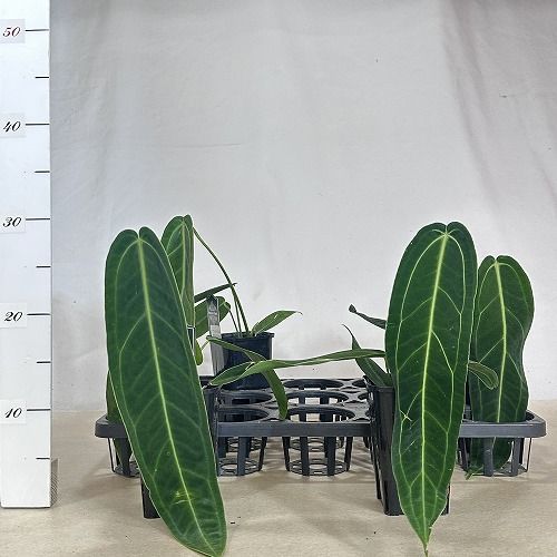 観葉植物 葉傷みあり アンスリウム ワロクアナム 3.5号スリット角鉢