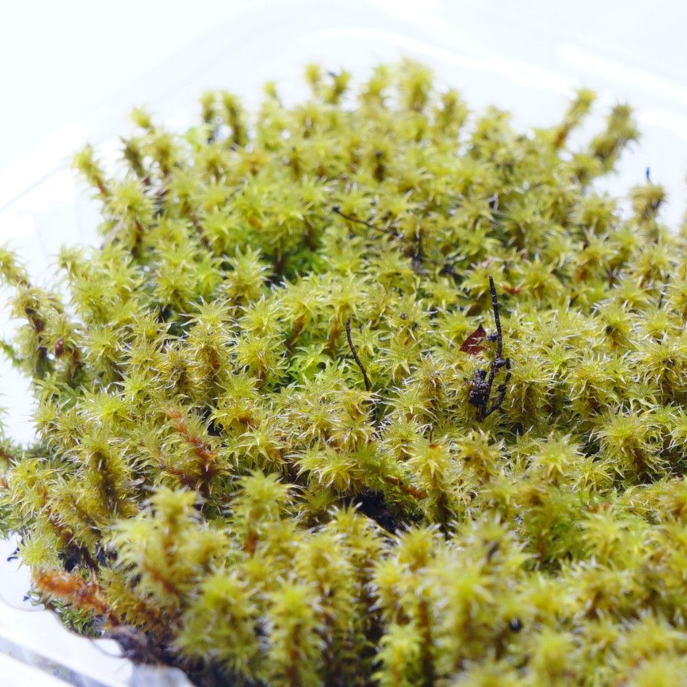 はなはなはなこさん　苔テラリウム 滝から実際に水の流れる苔テラリウム はなはなはなこ Amazon.co