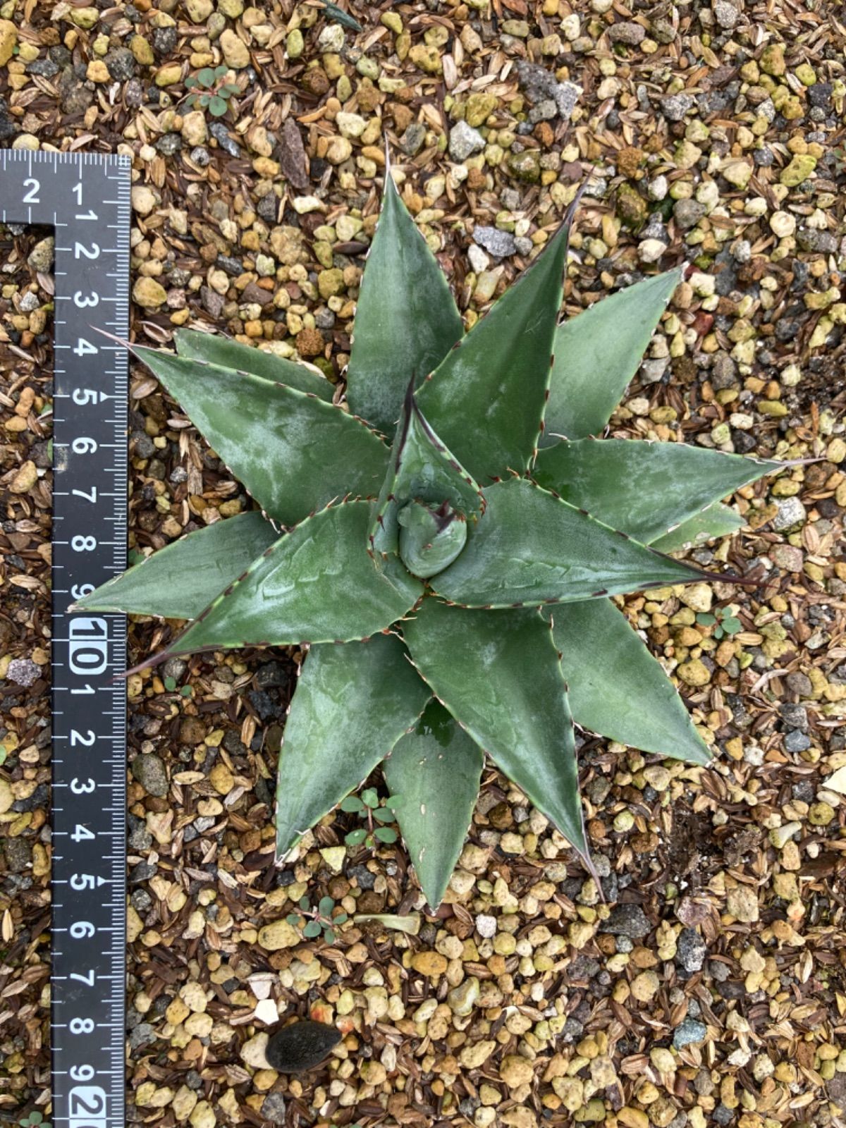 アガベ オバティフォリア×笹の雪 希少種 ハイブリッド ショータイム 美