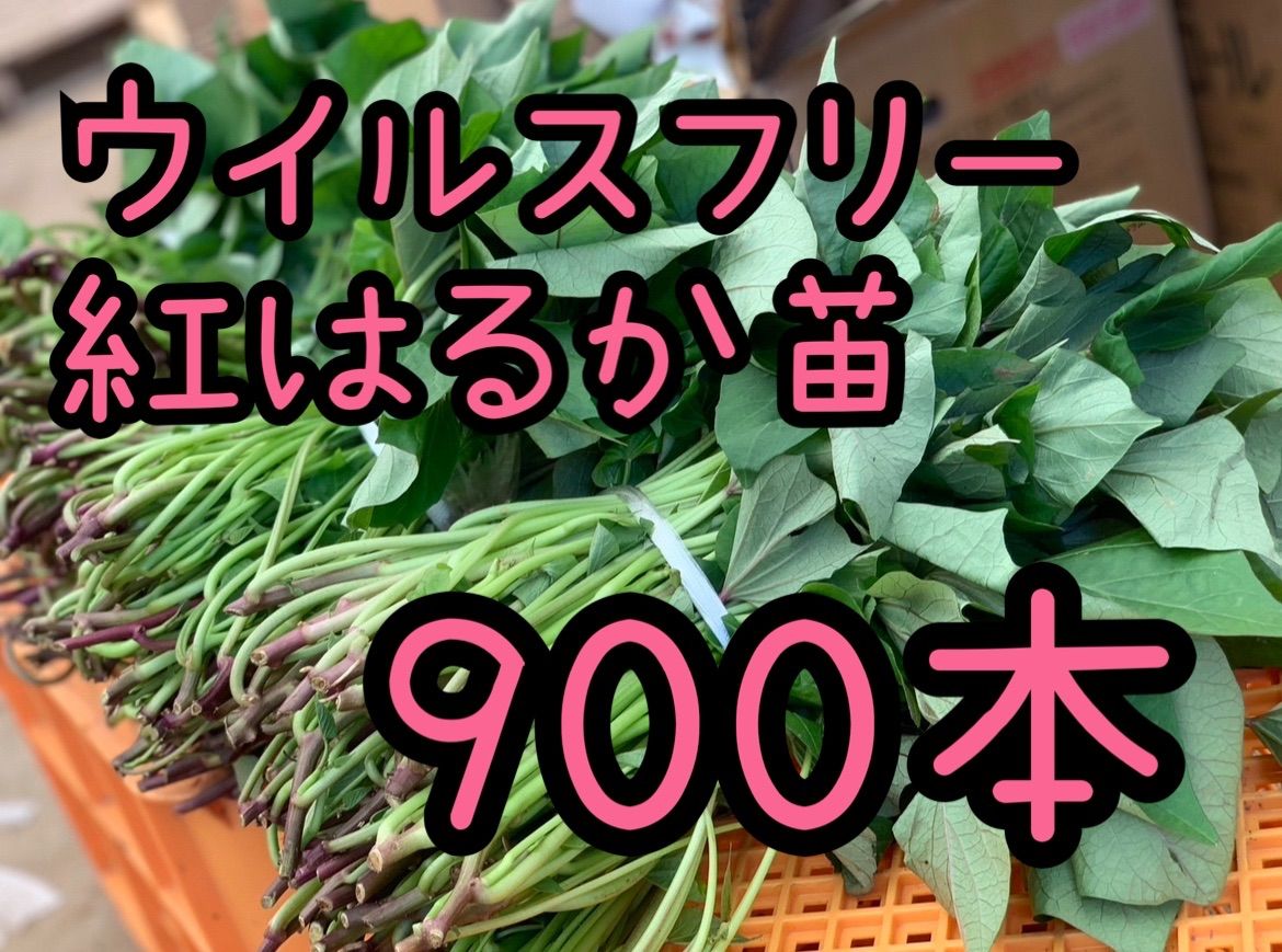 予約受付中 紅はるか苗 ウイルスフリー 900本 4月下旬から発送開始