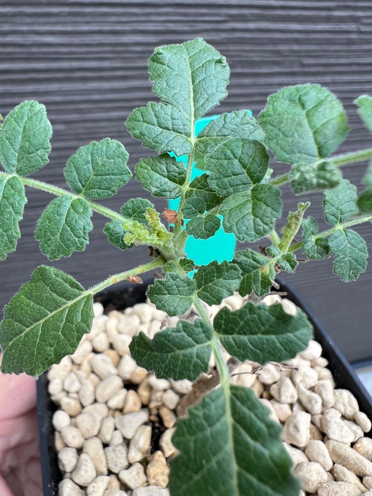 ボスウェリア サクラ Boswellia sacra 2022/10/14播種 Boswellia sacra ボスウェリア・サクラ サウジアラビア 海外実生 長期