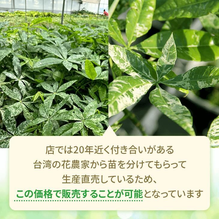 パキラミルキーウェイ　実生苗　鉢付き 楽天市場】『「パキラ ミルキーウェイ」実生苗 斑入り 』2.5号