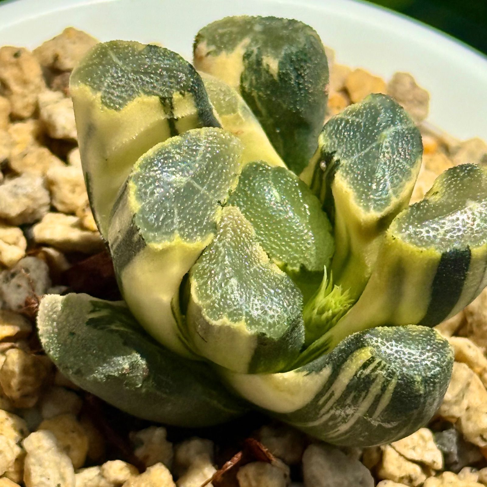清万象錦