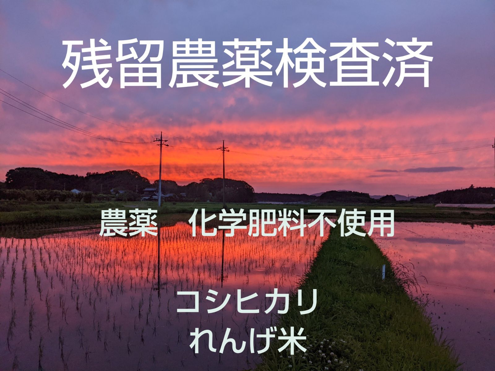 令和6年産　残留農薬なしの証書付《新米》農薬　化学肥料不使用　コシヒカリ　ヘアリーベッチれんげ米　玄米20キロ