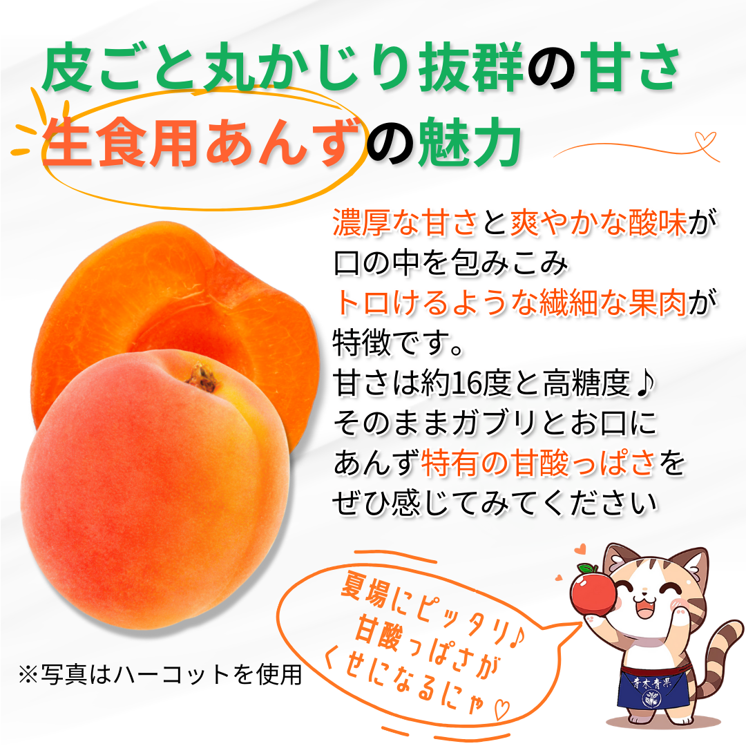 小玉あんず～杏シロップ・杏酒用～【内容量】約1.8kg【配送方法】クール配送【サイズ】L以下【品目】杏（あんず）【品種】当店お任せ【産地】長野県【規格】ご家庭用A品B品混合【詰め方】バラ詰め【配送までの日数】1～4日