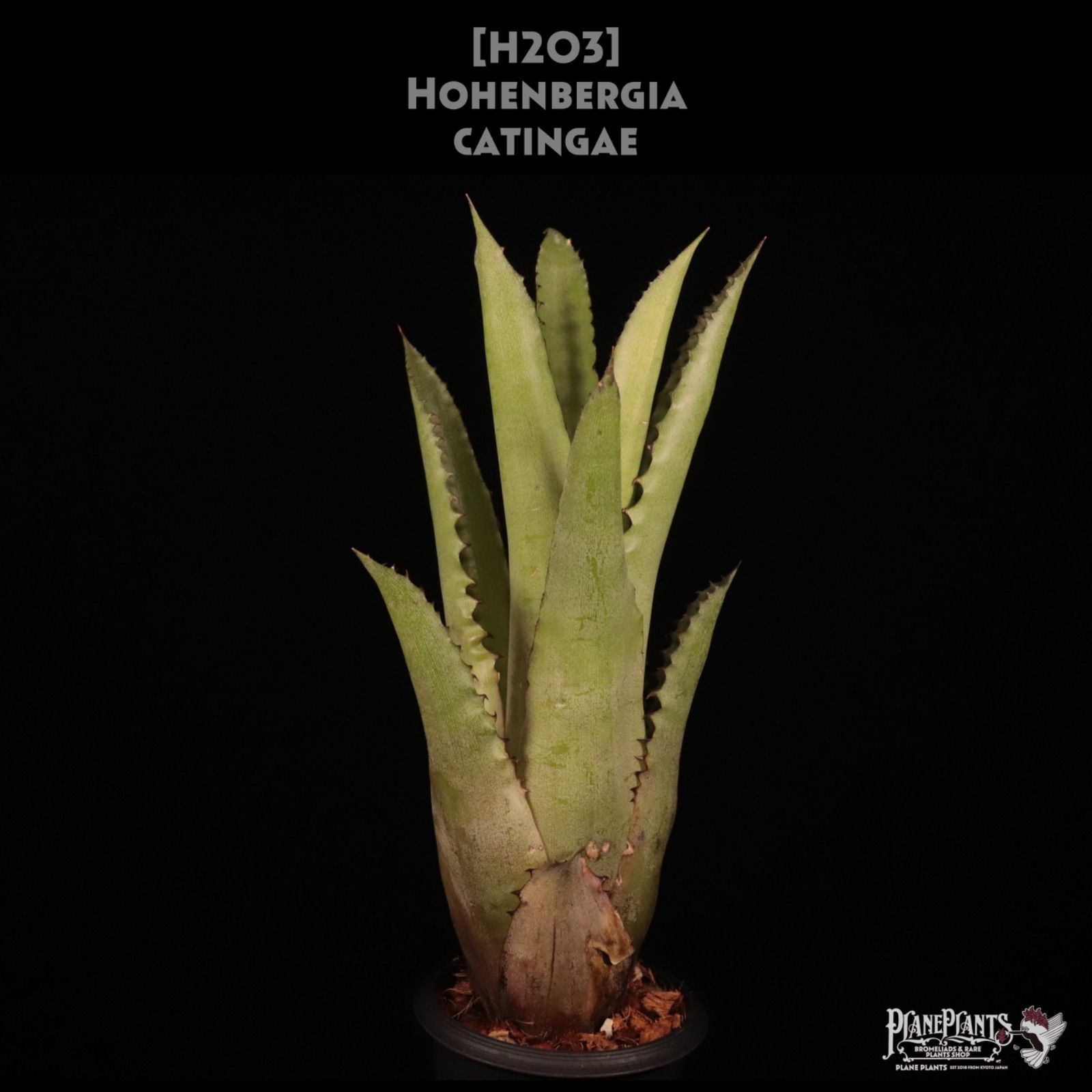 送料無料 Hohenbergia catingae〔ホヘンベルギア〕現品発送H203 | plane plants