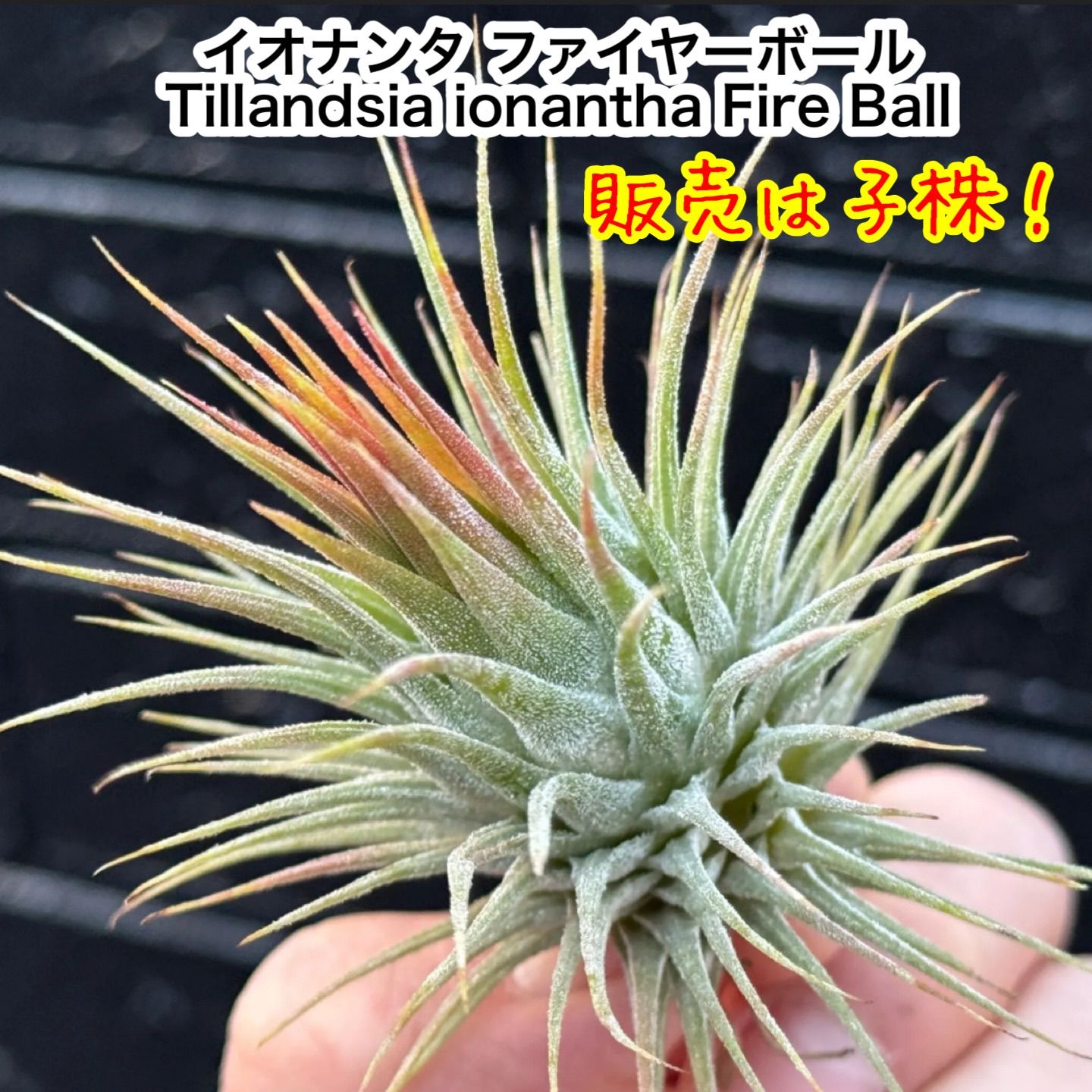 現品＊ネコポス匿名＊子株チランジア イオナンタ ファイヤーボール