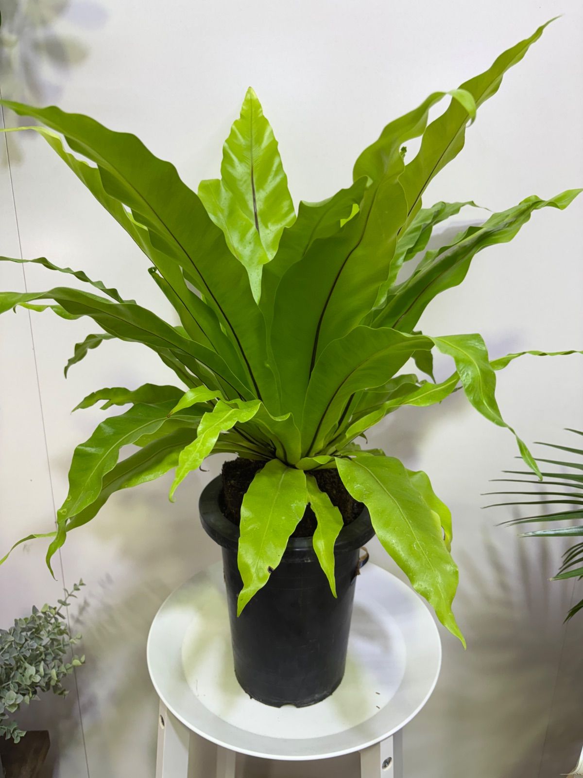 観葉ホヤ 珍種 Hoya sulawesi GPS 8867 サクララン 大苗 観葉ホヤ 珍種