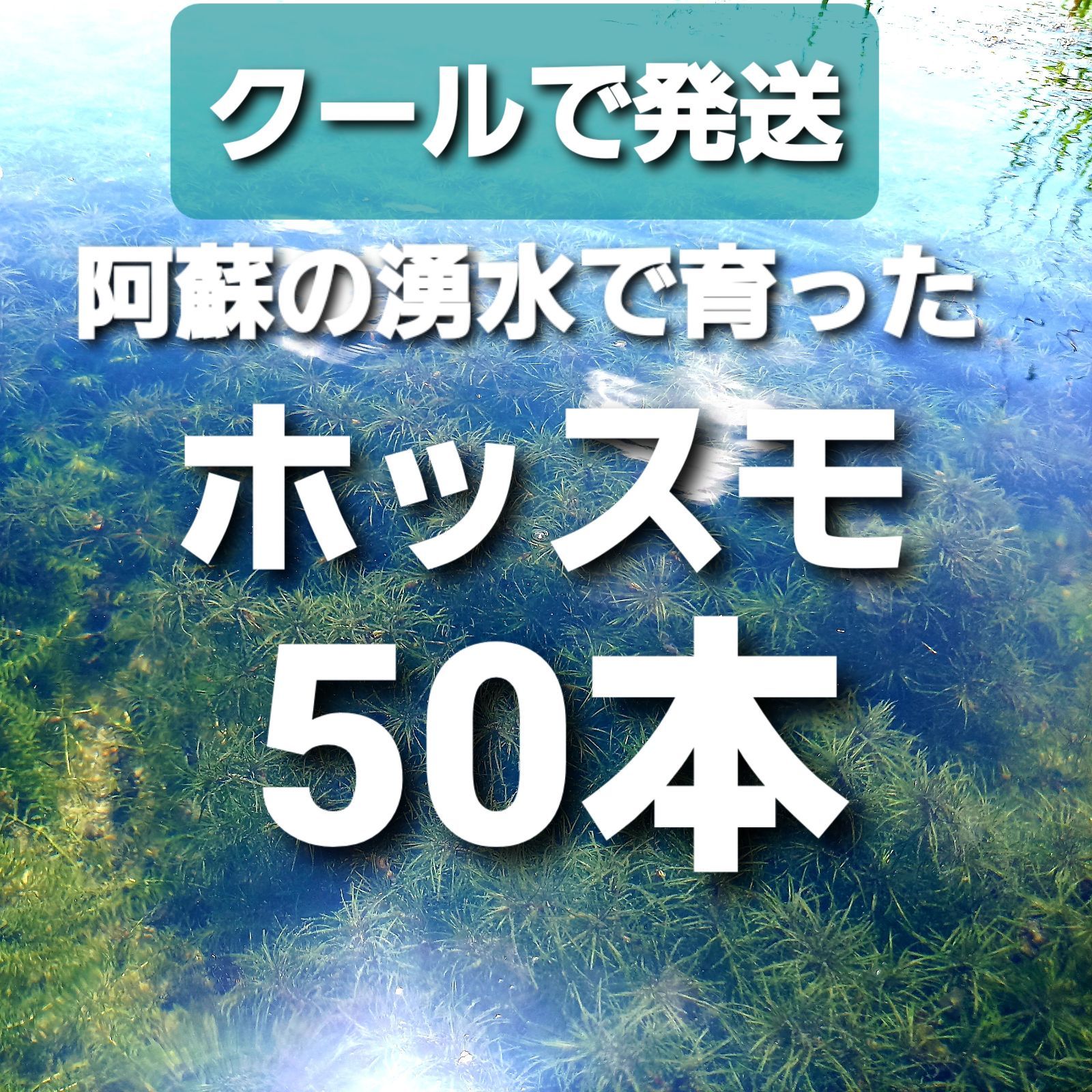 50本以上 ホッスモ 阿蘇の湧水で育った日本の水草 【アナカリス も販売