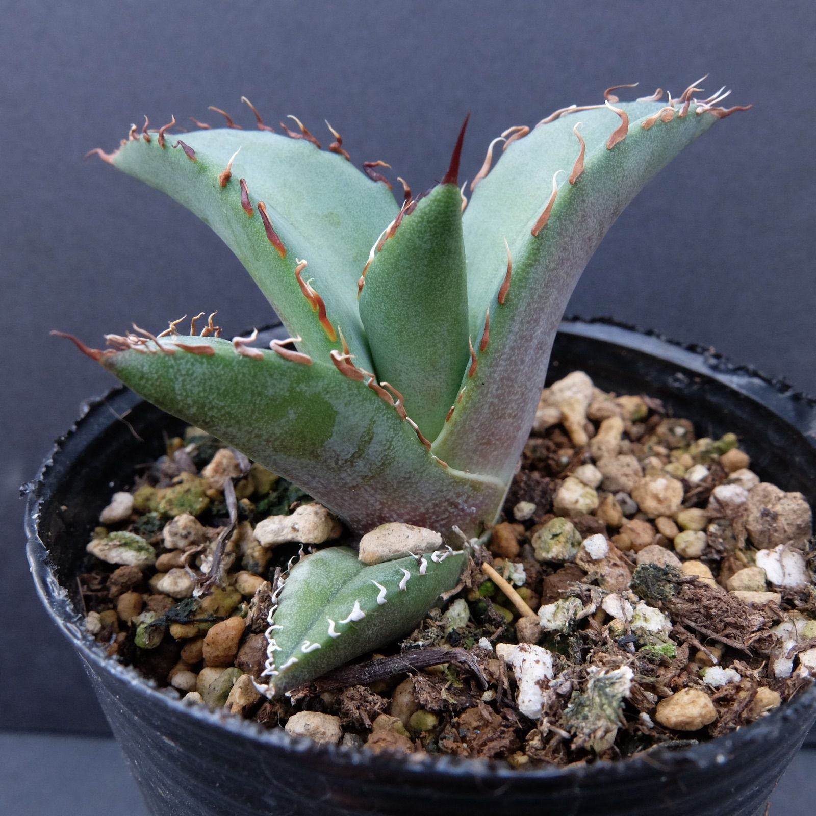 Agave Titanota 陽炎強棘☆★ アガベ　チタノタ　陽炎強棘　2株 Agave Titanota 陽炎強棘 アガベ チタノタ 陽炎強棘 - メルカリ