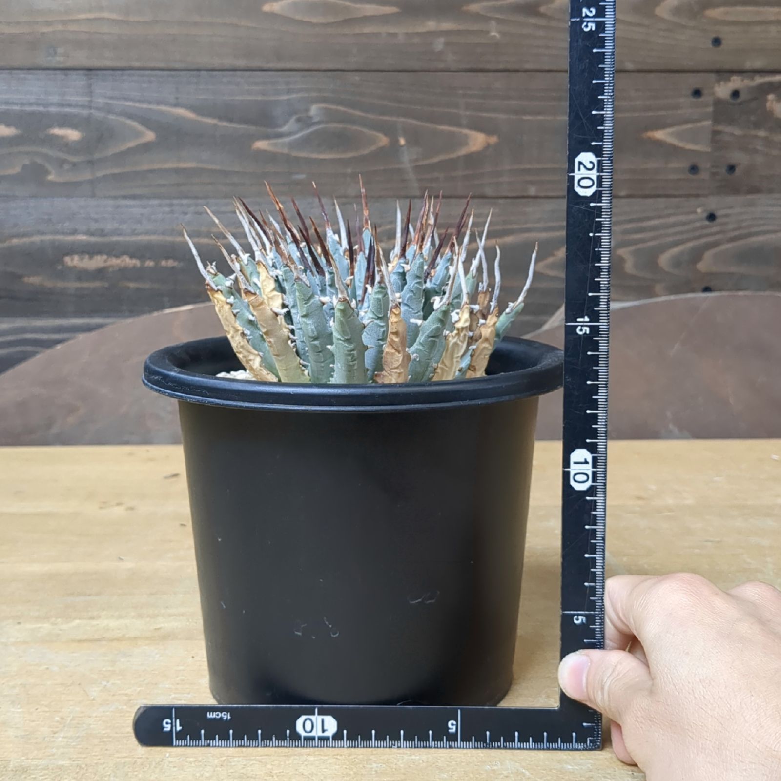 【厳選株】アガベ　エボリスピナ　発根済み　鉢ごと発送 agave utahensis eborispina /アガベ ユタエンシス エボリスピナ