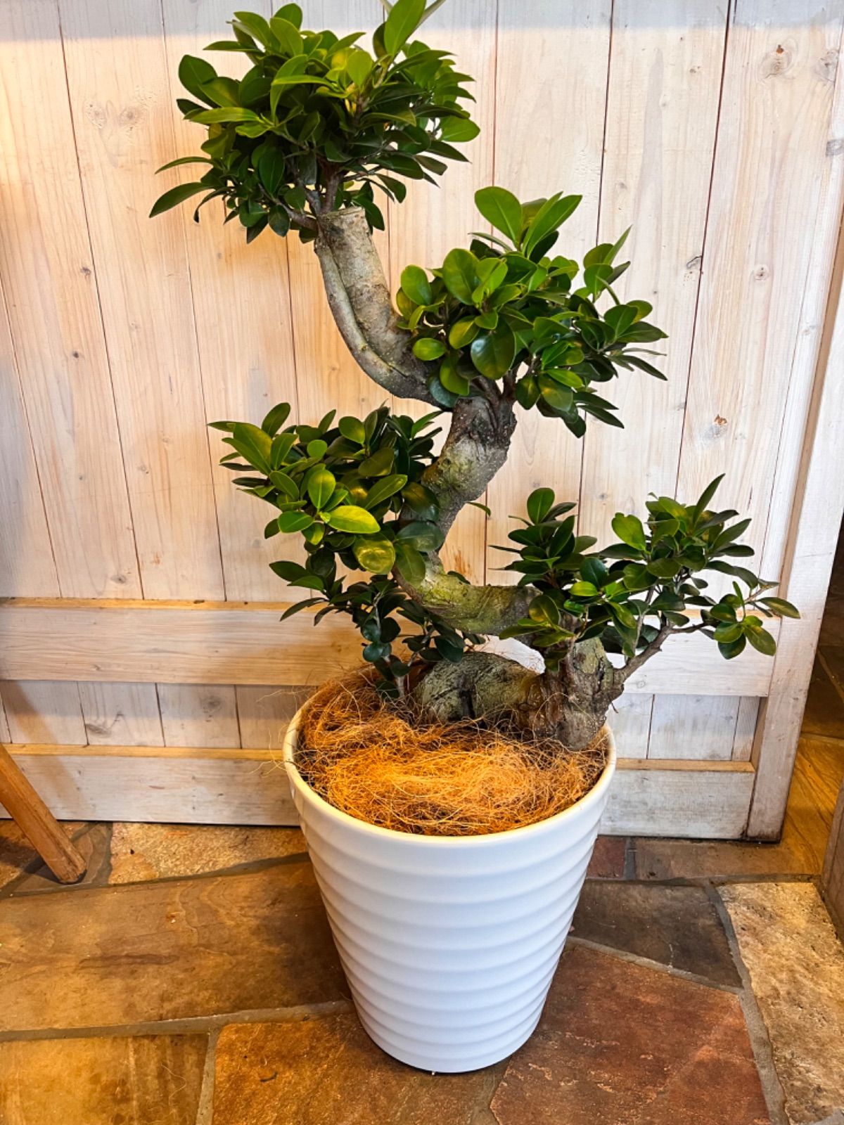 現品】ガジュマル S字曲がり 12号 紺鉢 （3） 最 安値 で