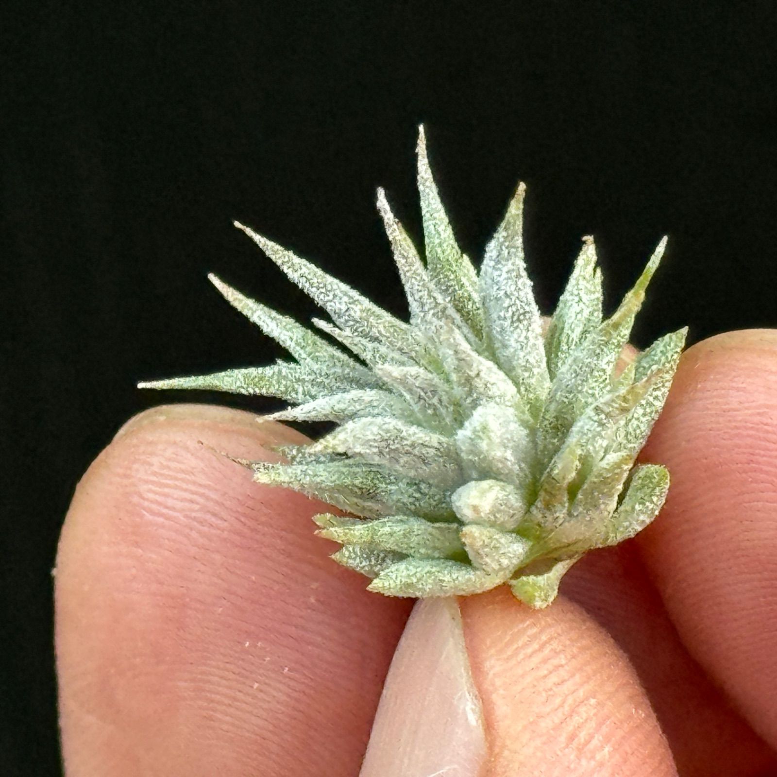 希少！イオナンタ ロケット/エアプランツ/エアープランツ ミニ株＊チランジア イオナンタ ロケット Tillandsia ionantha