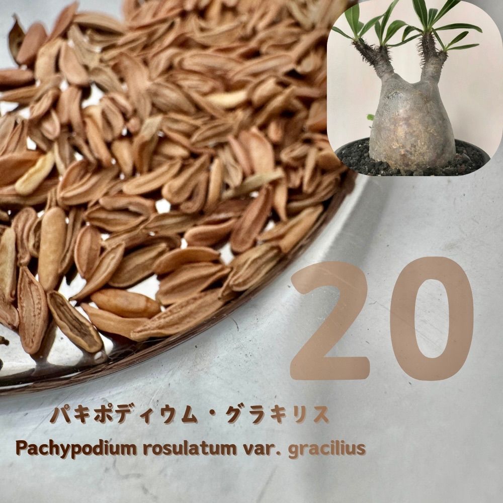 パキポディウム グラキリス Pachypodium rosulatum var. gracilius 種子│象牙宮│THE塊根植物 - メルカリ