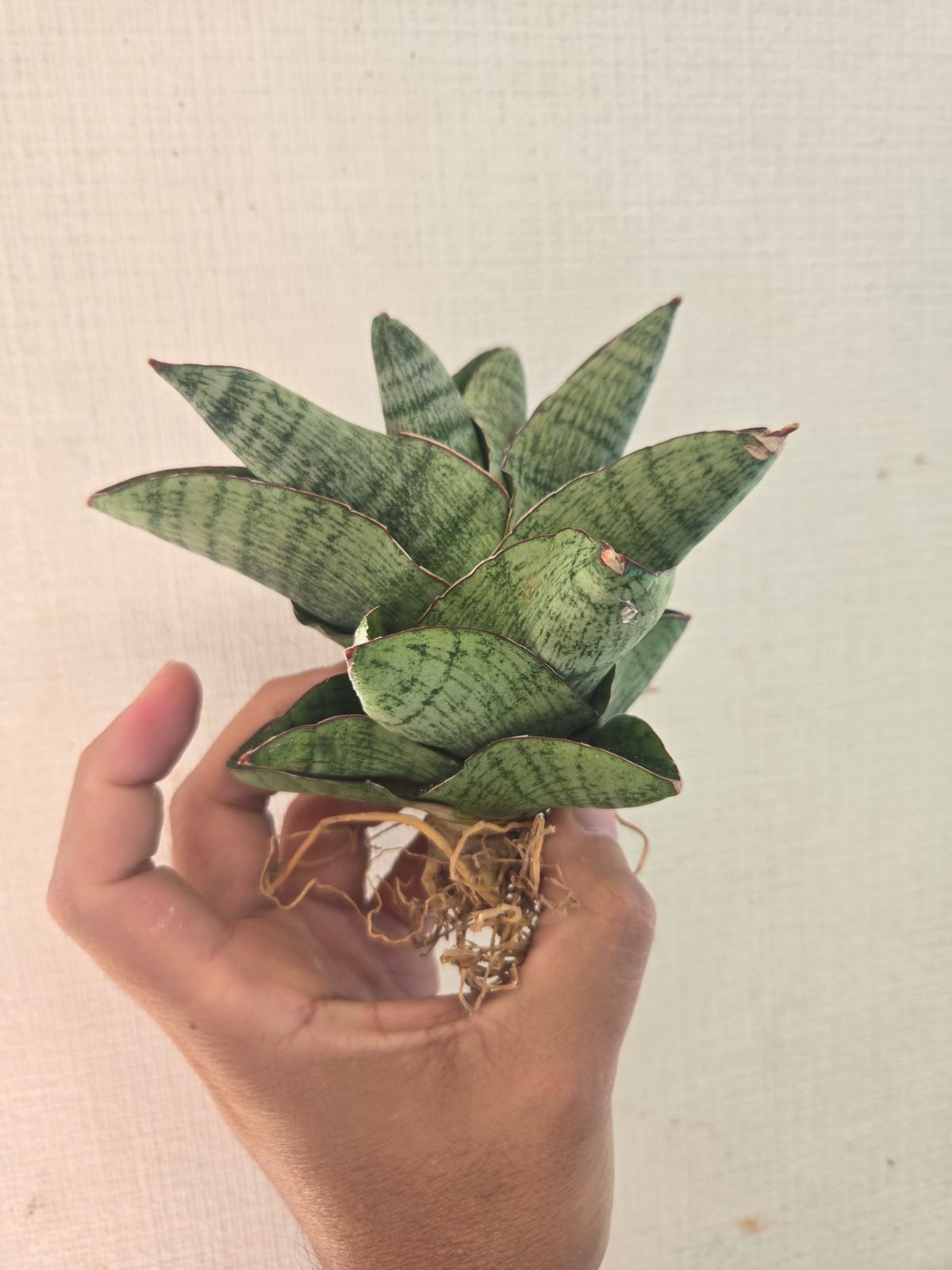 サンスベリア アンドロメダ　大株 サンセベリアアンドロメダ大株サンスベリア現在発根済み鉢ごと発送