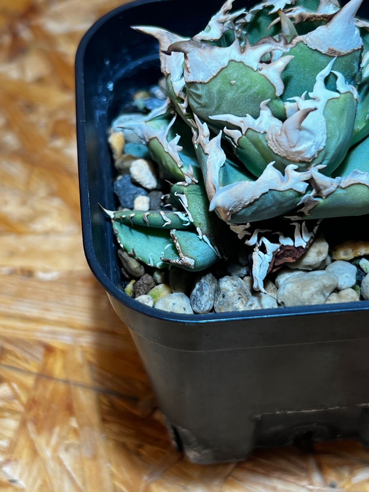 アガベ CJ Special NS No.3（発根済み） - メルカリ