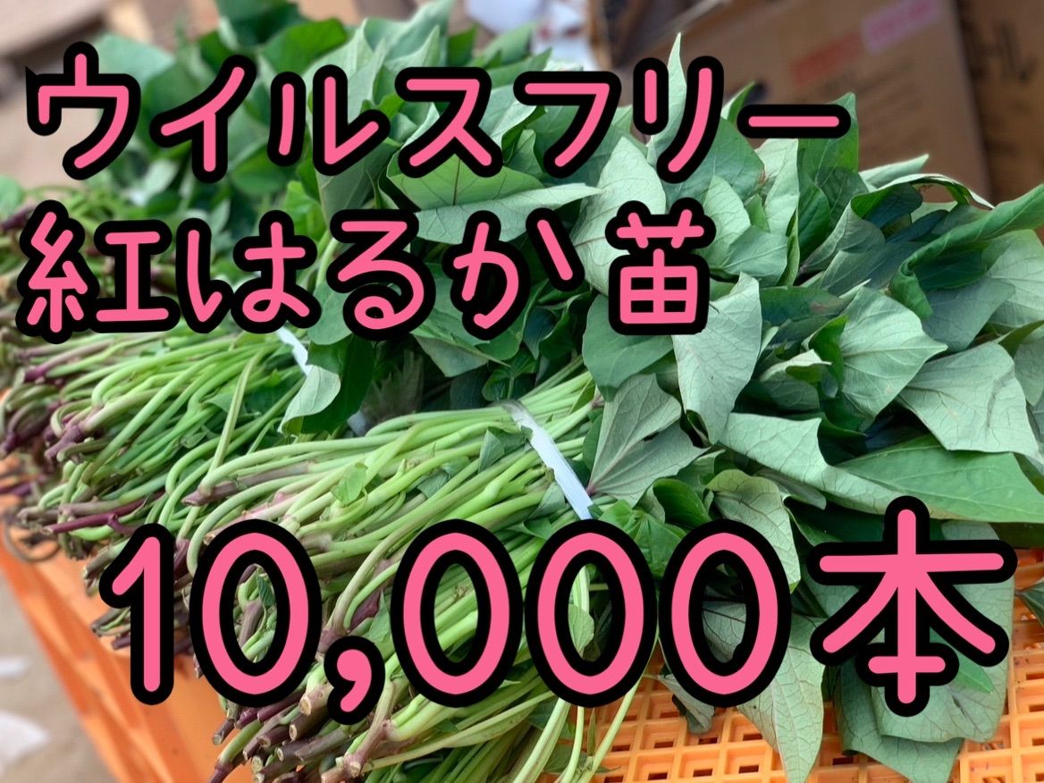 予約受付中 紅はるか苗 ウイルスフリー 10 000本 6月上旬から順次発送開始