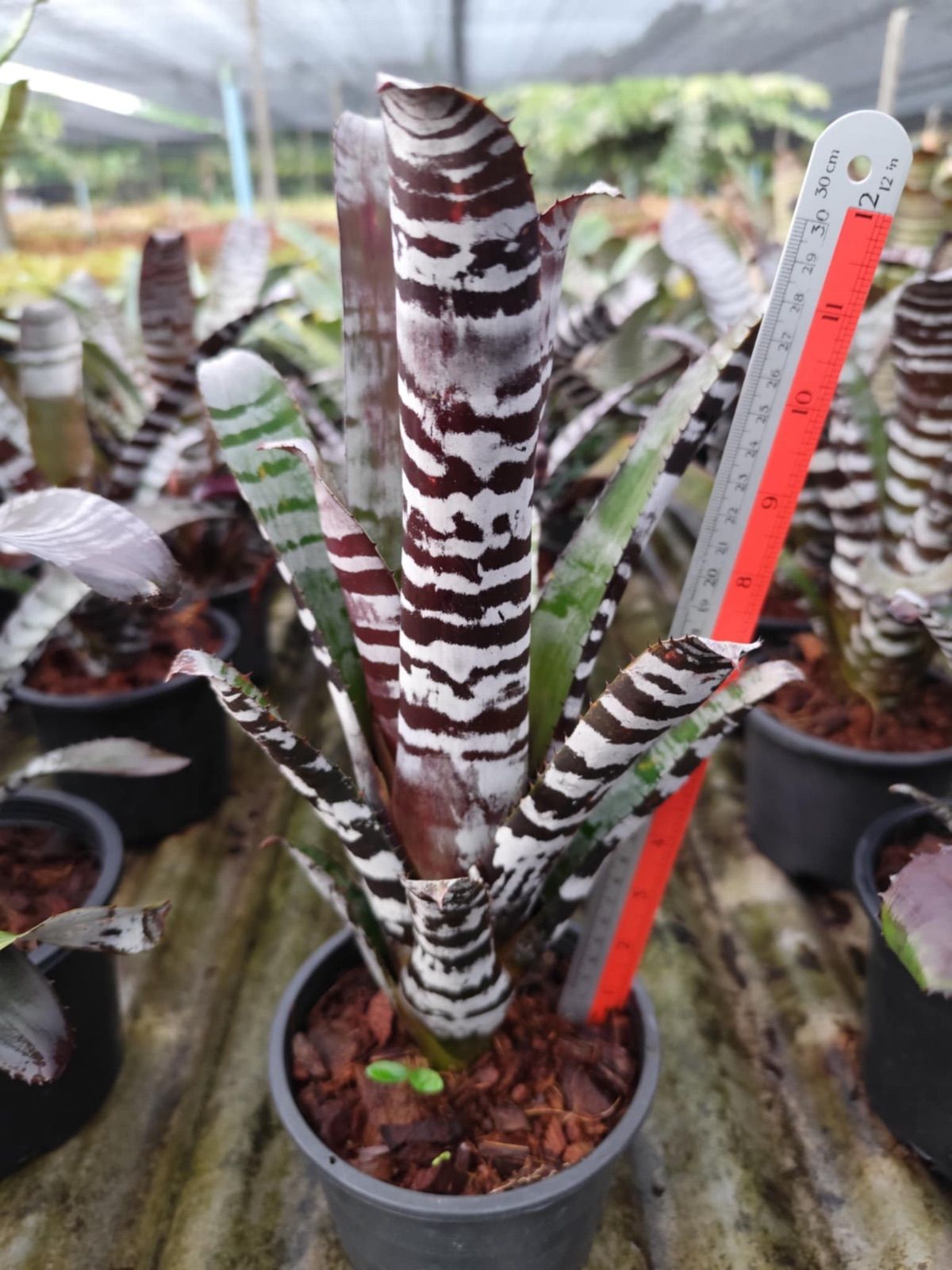 エクメア Aechmea chantinii Black Ebony hybrid - メルカリ