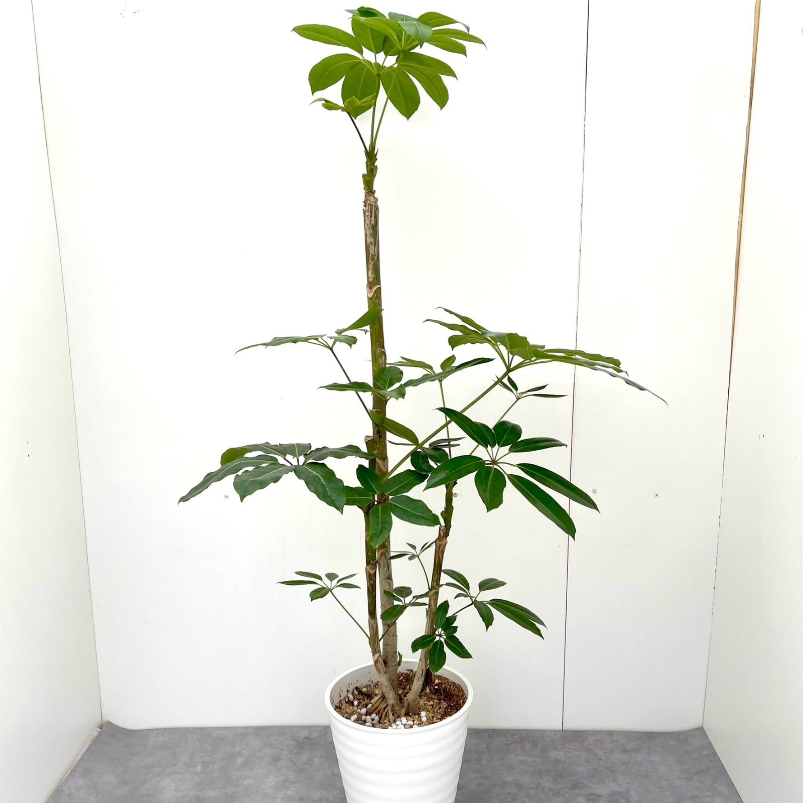 ブラッサイア　8【現品】観葉植物　大型　室内