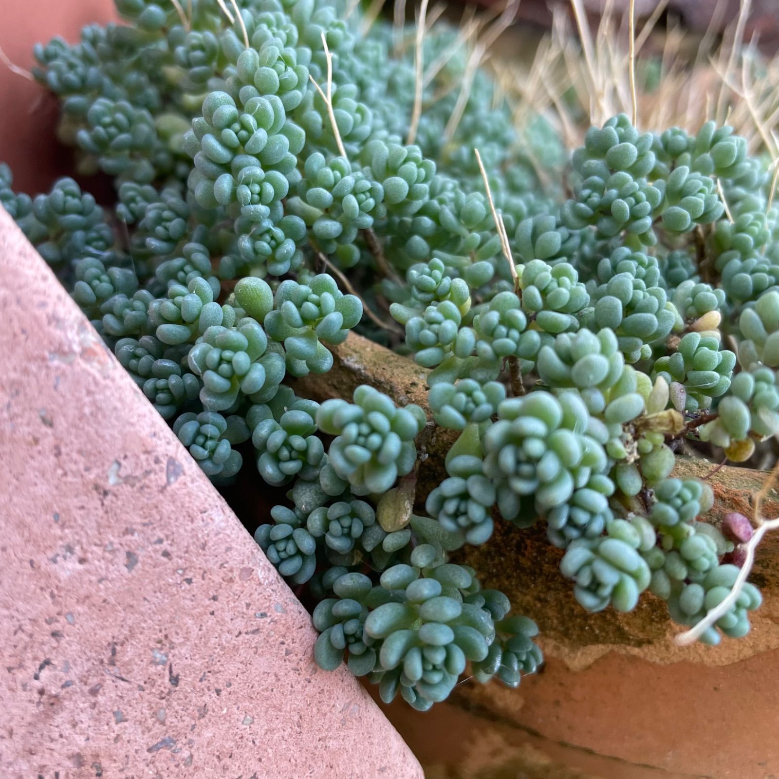 多肉植物 カット苗 セダム パープルヘイズ 15カット - メルカリ