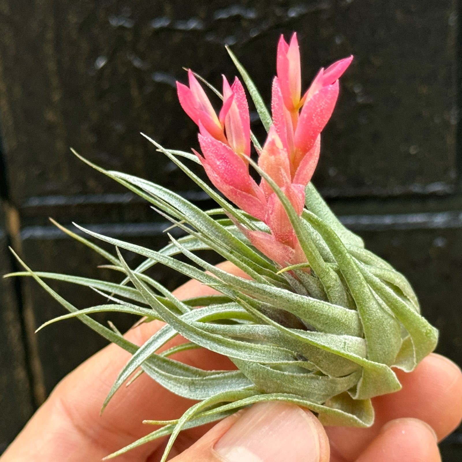 エアプランツカウツキー