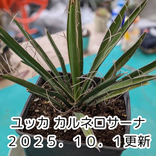 更新】【ドライガーデンOK】【鉢ごと発送】 8号鉢：ユッカ