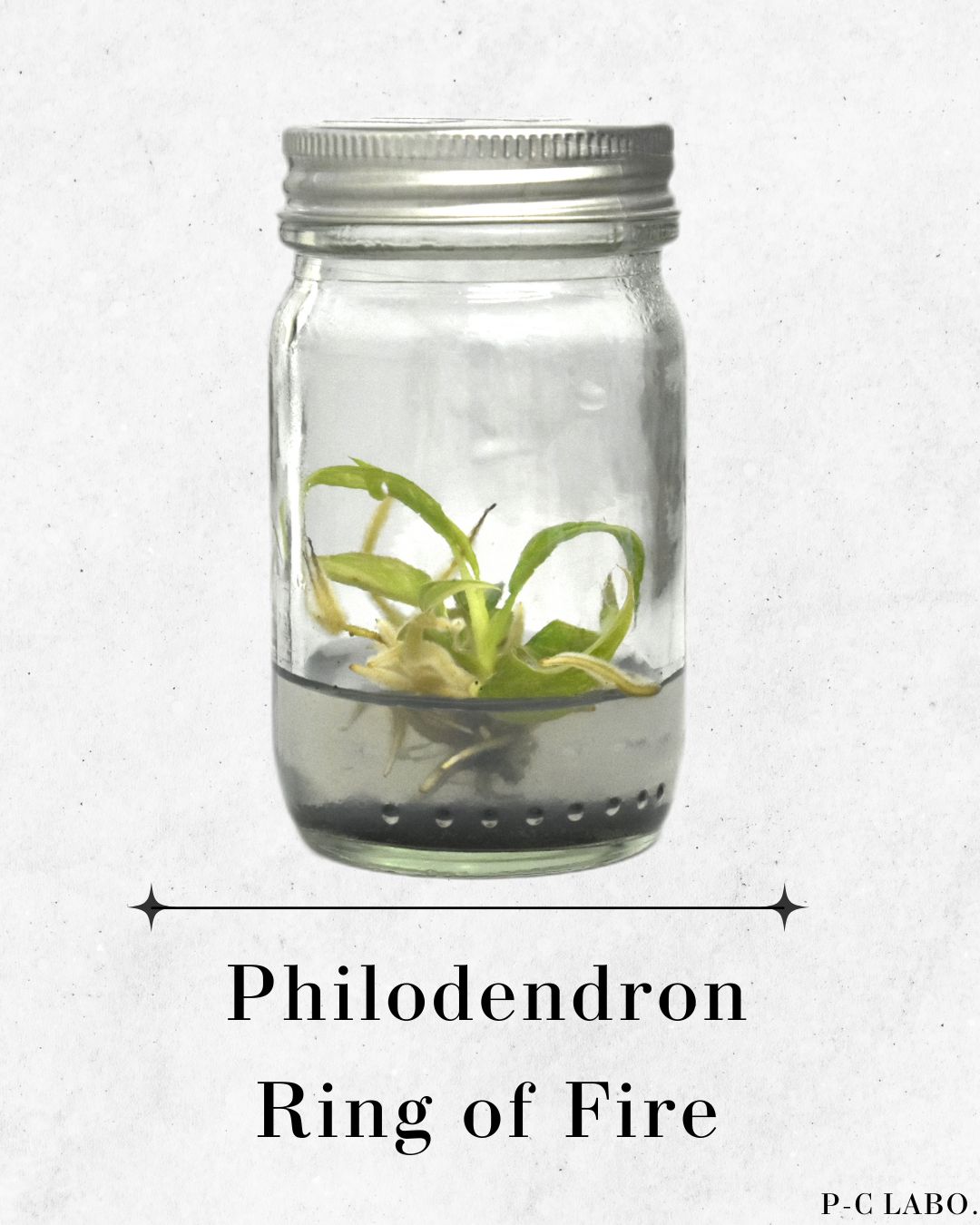 ビトロ苗 8種セット】人気 フィロデンドロンまとめ買い！無菌培養の