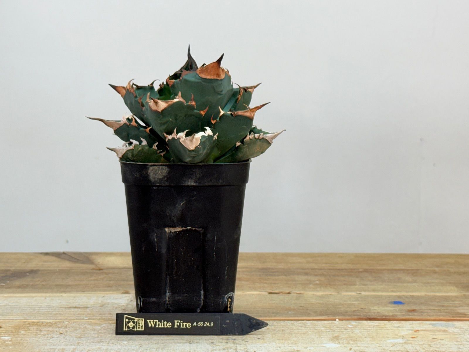 【超希少】アガベ　ホワイトサファイア　発根済み子株 アガベ ホワイトファイヤー 【発根済】Agave White Fire 超希少