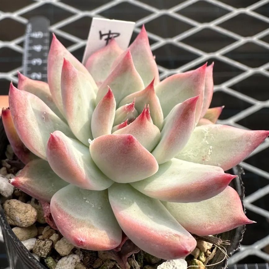 中里リンゼアナ 実生 コロラータ 自家受粉 エケベリア 多肉植物 - メルカリ