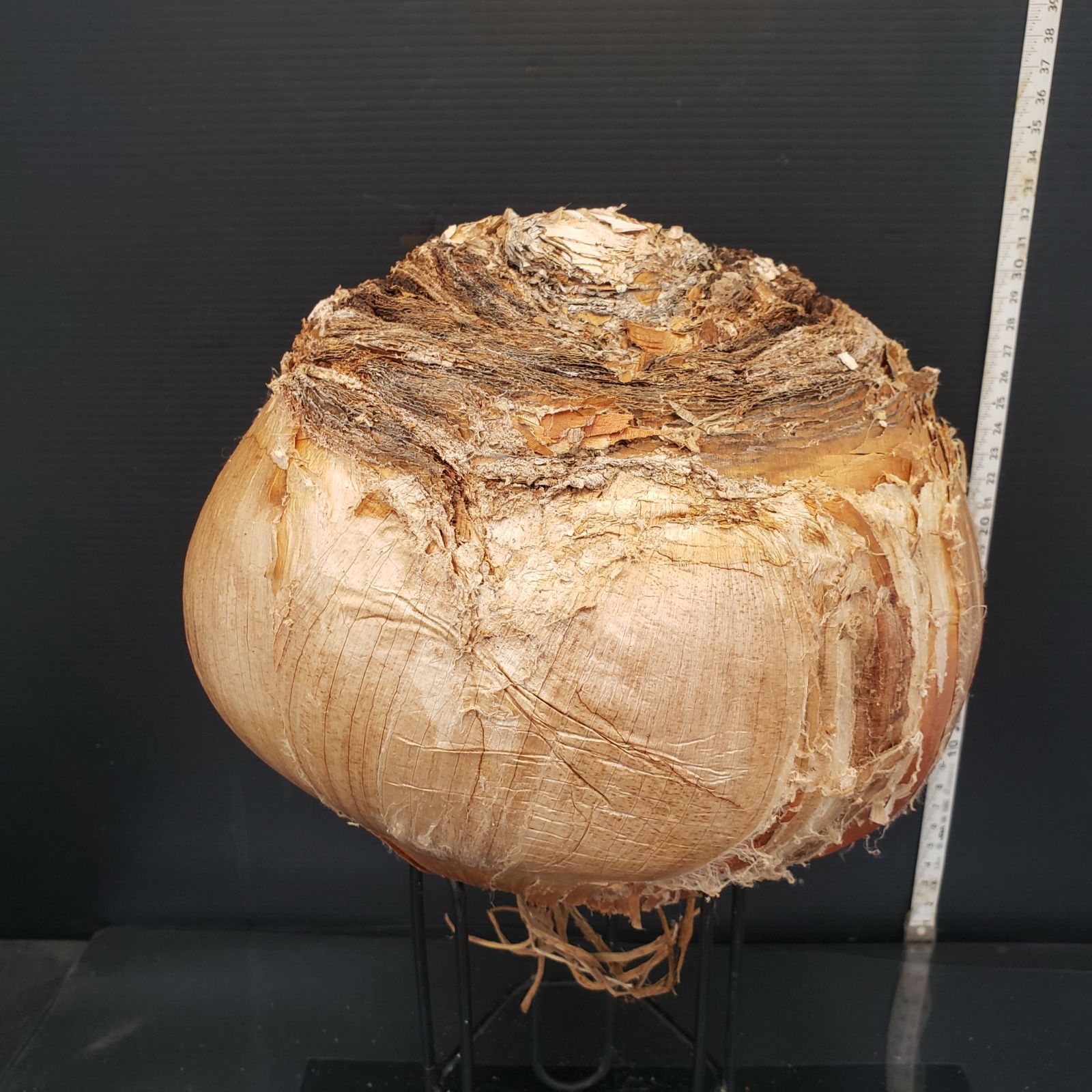 Z413 最新到着 Boophane ハエマンソイデス ML 現地球 抜き苗 球根植物 ブーファン ハエマンソイデス