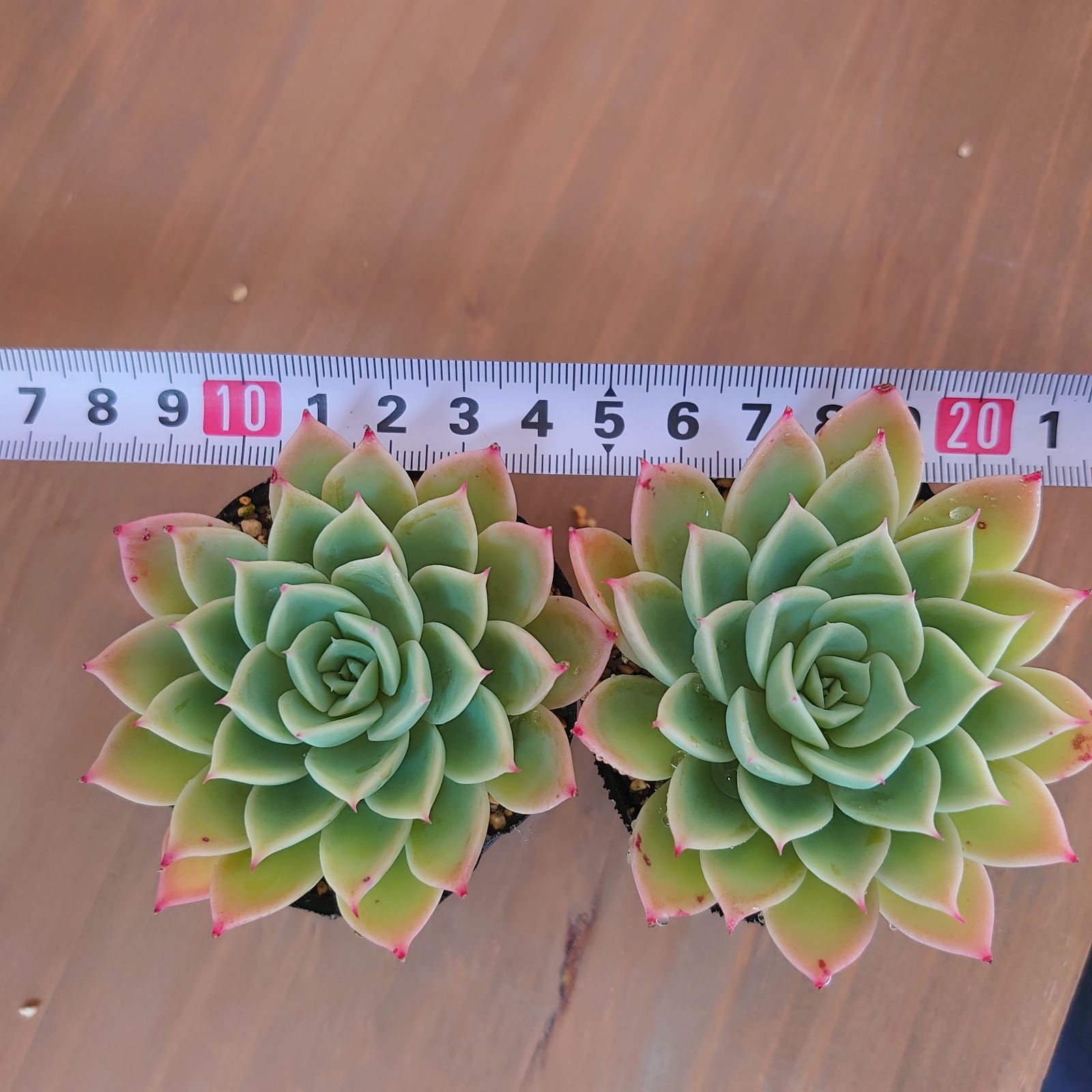 多肉植物 パンジー 抜き苗2ポットセット(3) - メルカリ