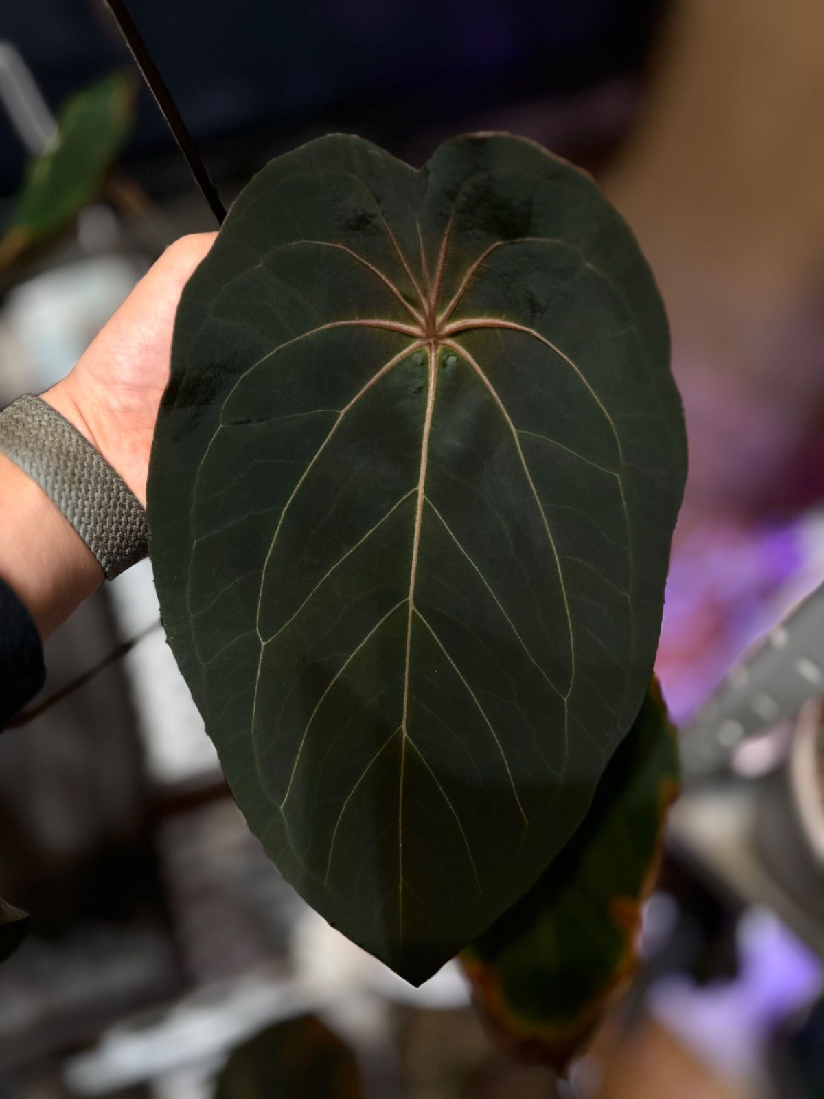 Anthuroom】(select) Anthurium 