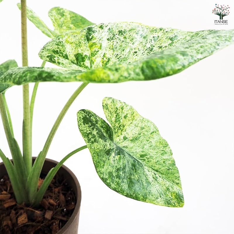 ＩＴＡＮＳＥ アロカシア マクロリザ カモフラージュ 5号 1個売り 受皿付き 品種で選べる観葉植物 学名 Alocasia Macrorrhiza Camouflage サトイモ科アロカシア属 非耐寒性常緑多年草 YUZUMIYA_COM
