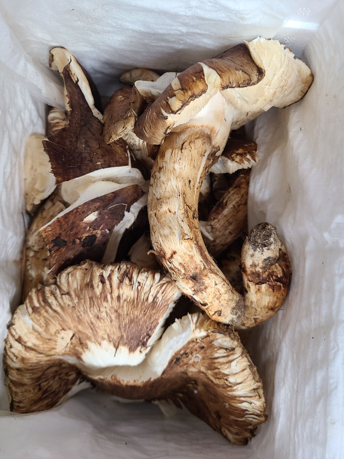 中国産3L L 開き 欠け 折れ 滑り松茸 約1kg前後 15 20本