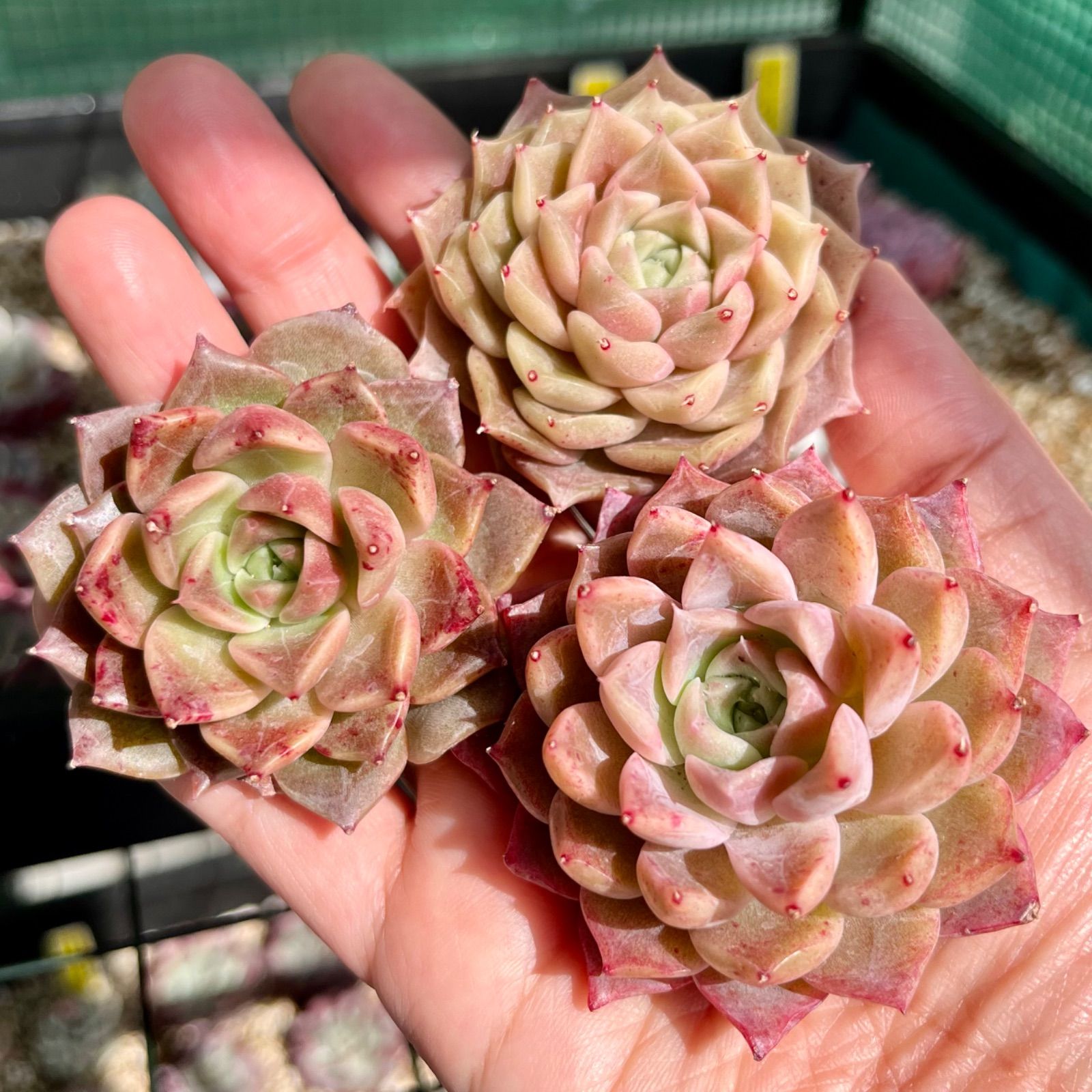 人気絶頂 多肉植物 韓国苗 桜吹雪 桜様 観葉植物