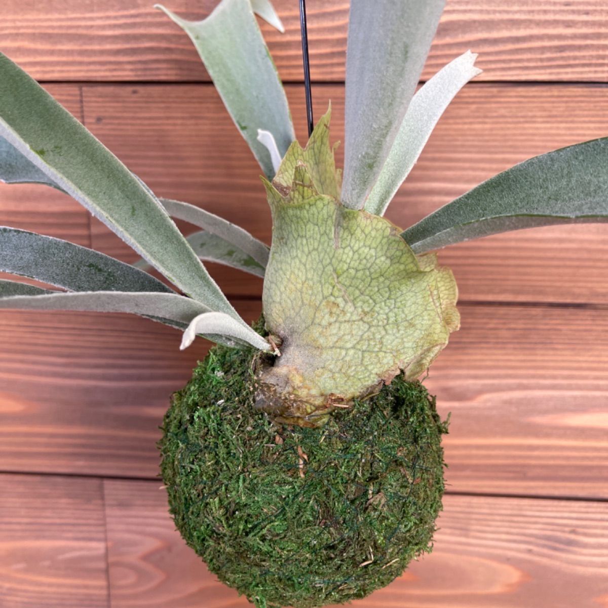 ビカクシダ ビーチー 苔玉 B ビカクシダ ビーチー 苔玉 B