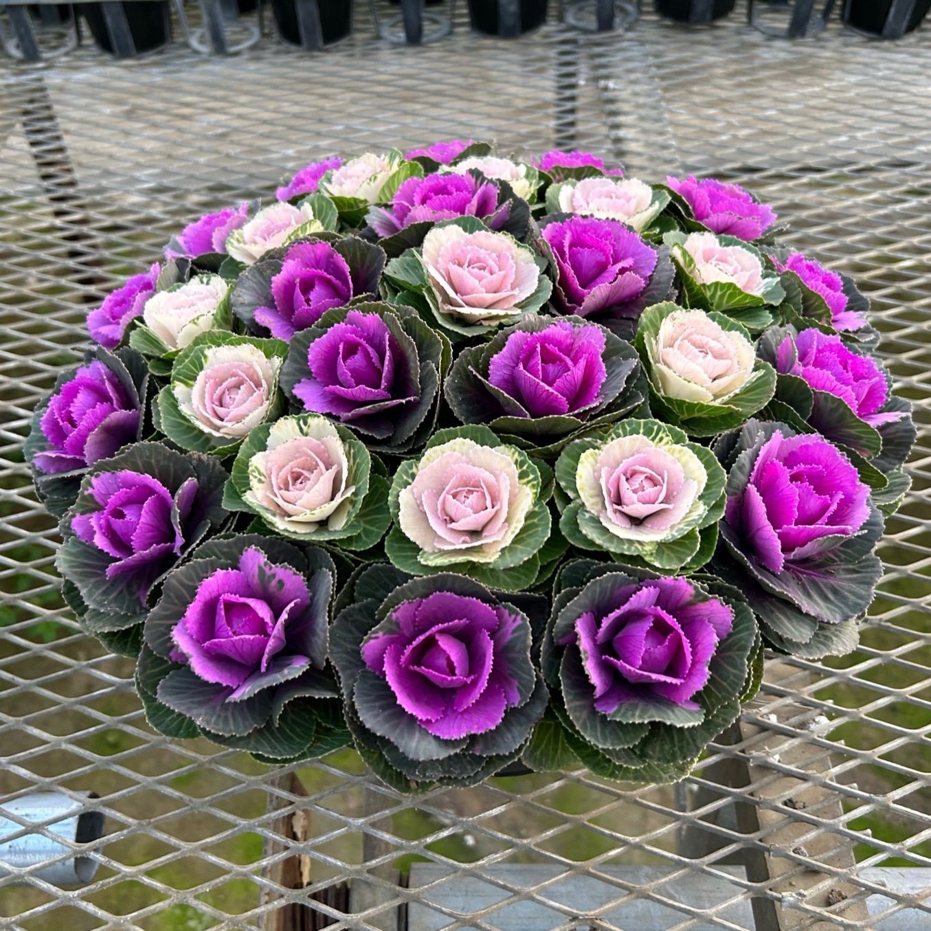 ミニ葉牡丹の寄せ植え 10号鉢 メルカリshops