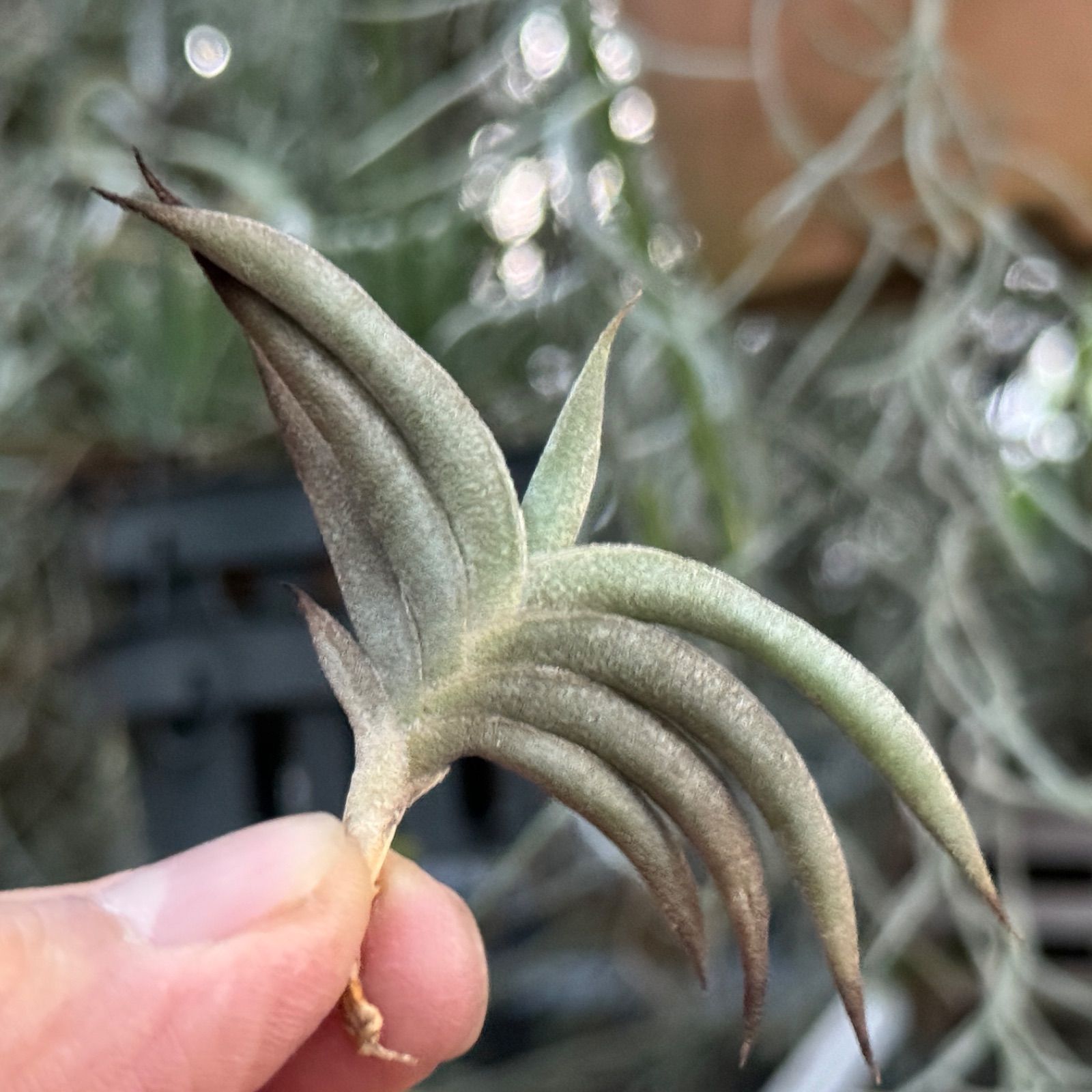 HR＊チランジア ギリエシー マイオール Tillandsia gilliesii fa 