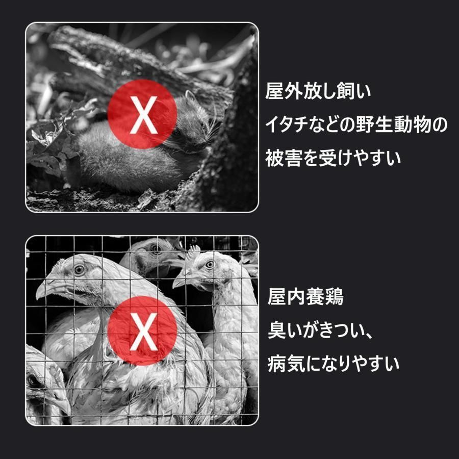 亜鉛メッキ鋼製鶏用ケージ 鶏舎