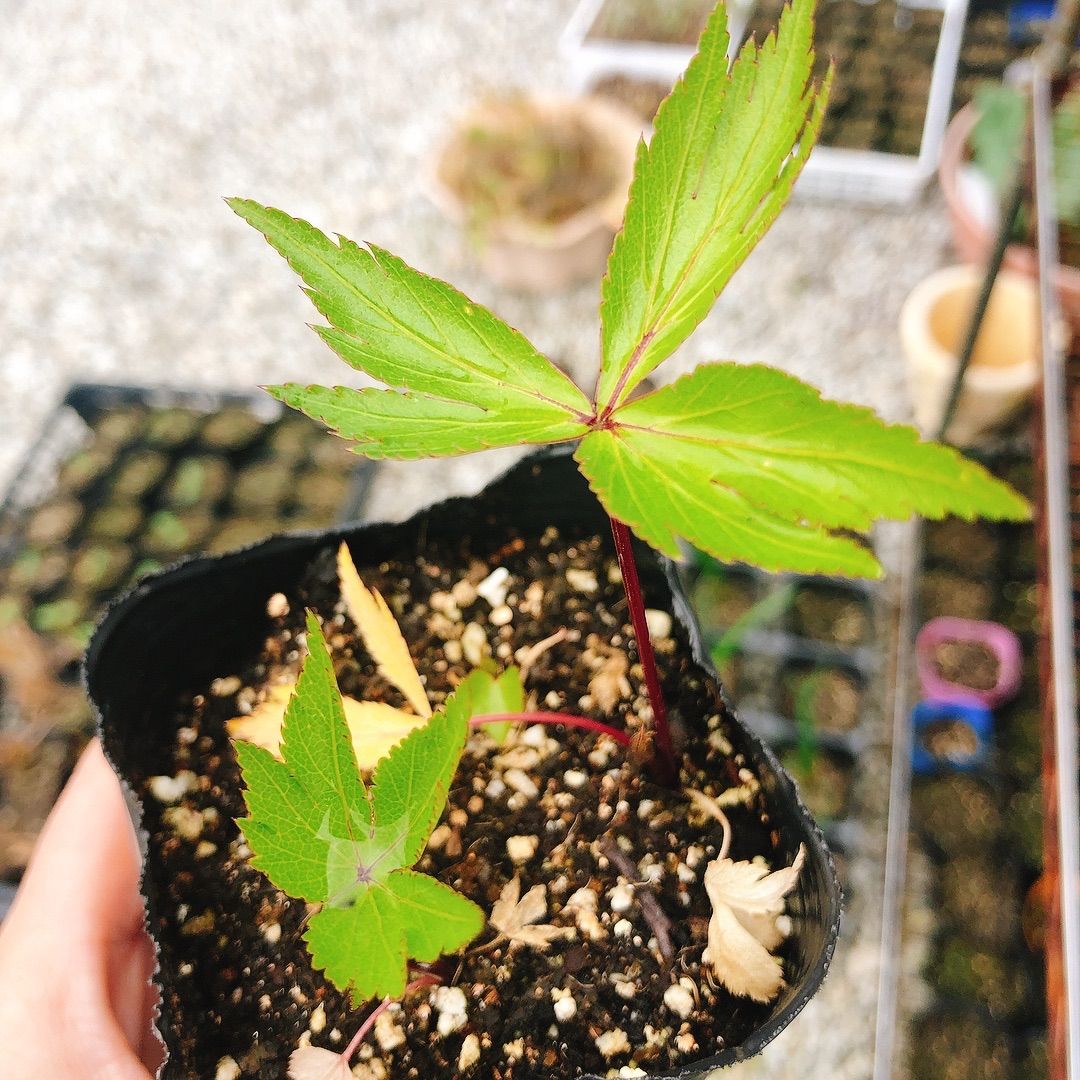 大和当帰の苗 2株 - メルカリ