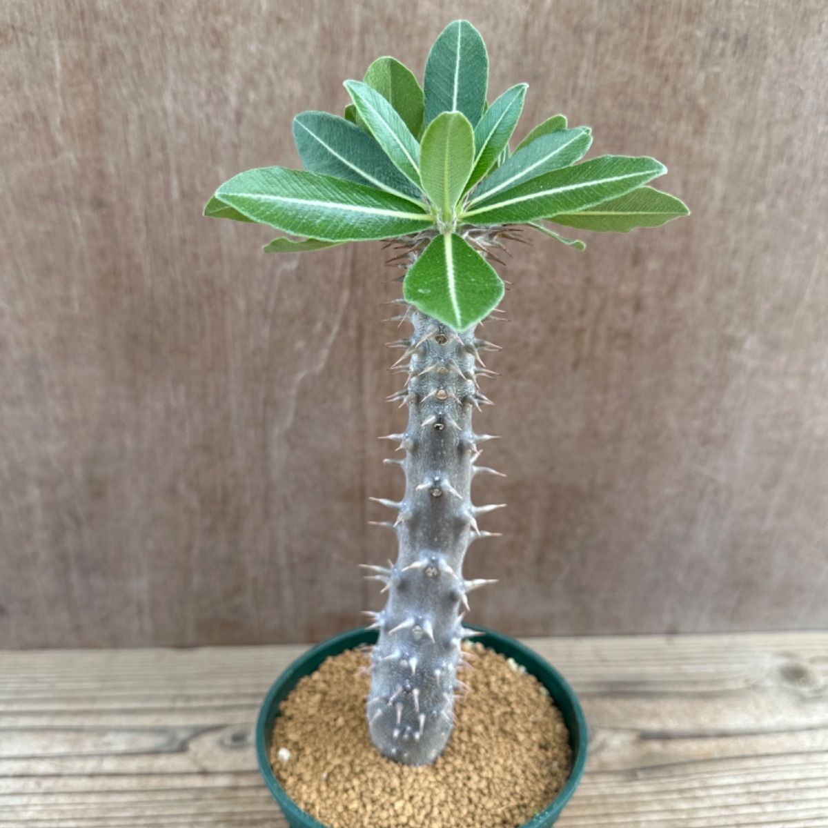 親株‼ 伝市鉢付き！！️ パキポディウムデンシフローラム シバの女王の玉櫛 親株‼ 伝市鉢付き！！️ パキポディウムデンシフローラム シバの女王の玉櫛