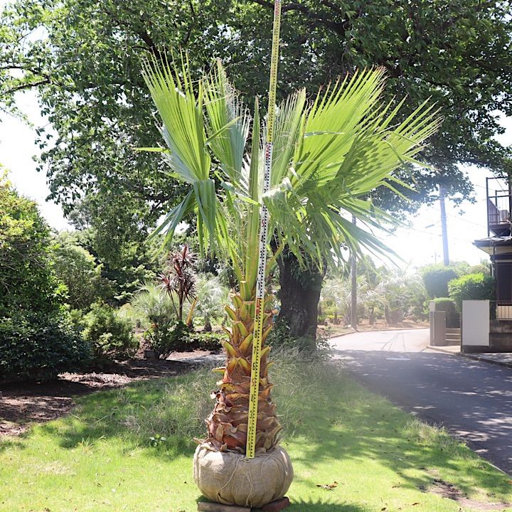 ワシントンヤシ 極太 極太幹】ワシントンヤシ No.12 - メルカリ