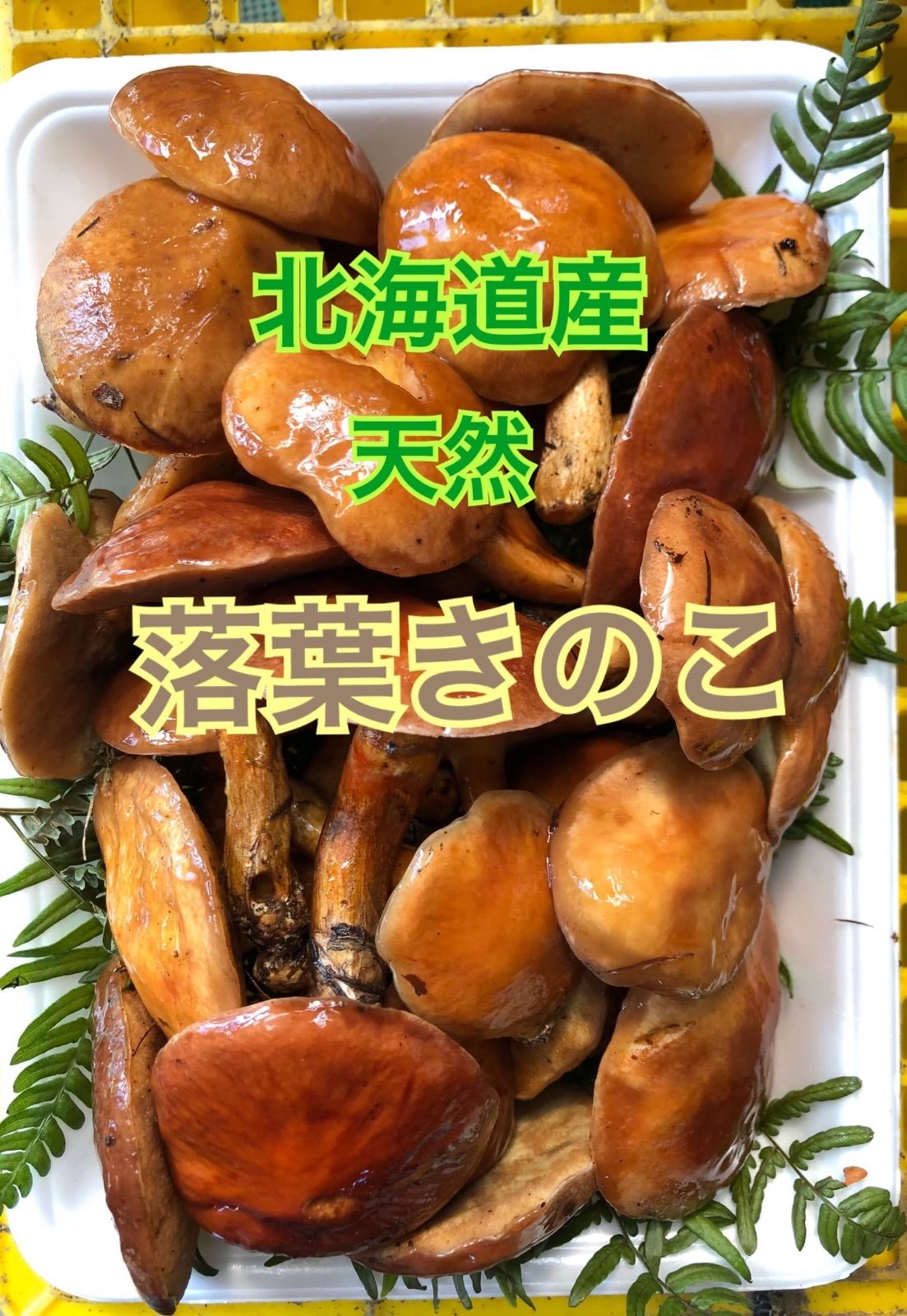 予約販売開始】北海道産 天然 落葉きのこ 400g - 野菜