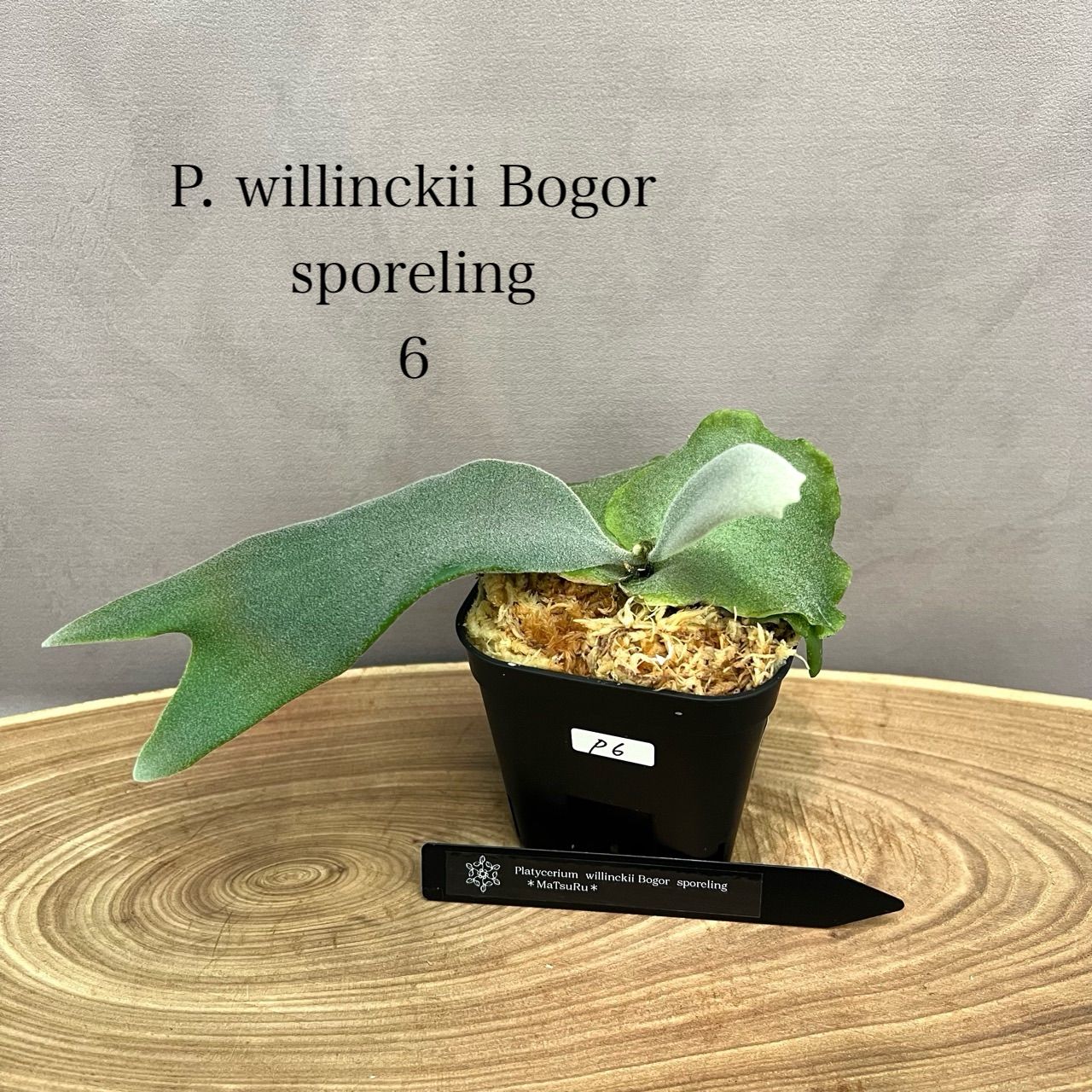 【同梱ご予約】P. willinckii bogor（胞子培養株） P. willinckii bogor（胞子培養株）