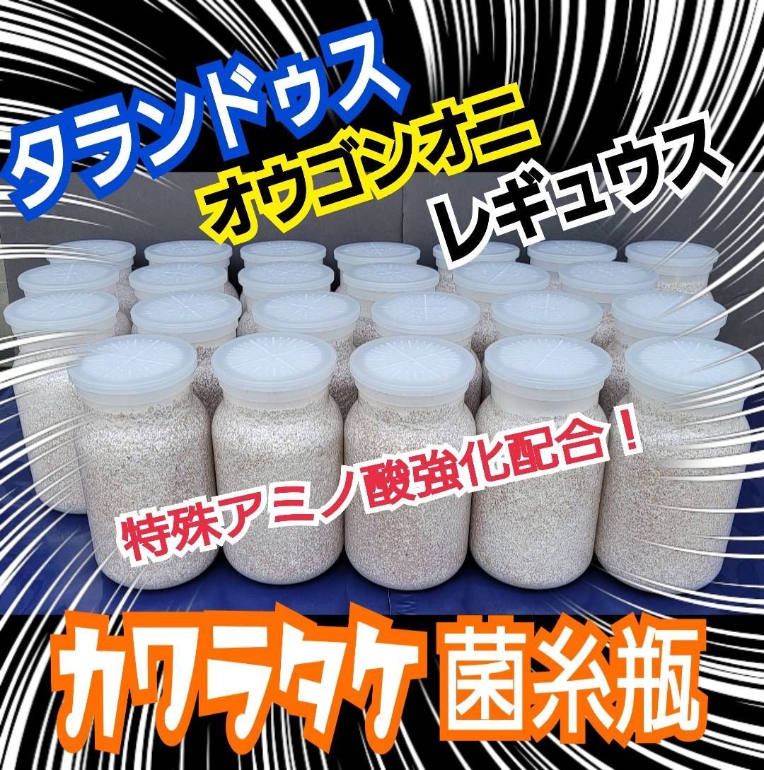 極上！カワラ菌糸瓶【6本】トレハロース、キトサン強化　タランドゥス　オウゴンオニ 極上！カワラ菌糸瓶【6本】トレハロース、キトサン強化 タランドゥス