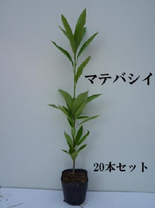 20本セット マテバシイ樹高0.5m前後10.5cmポット