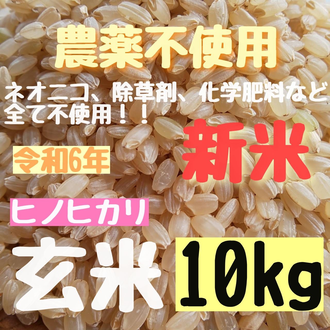 10月7日の新米 さくらの玄米 選別済みの大粒だけ 農薬不使用 ヒノヒカリ 玄米 10kg