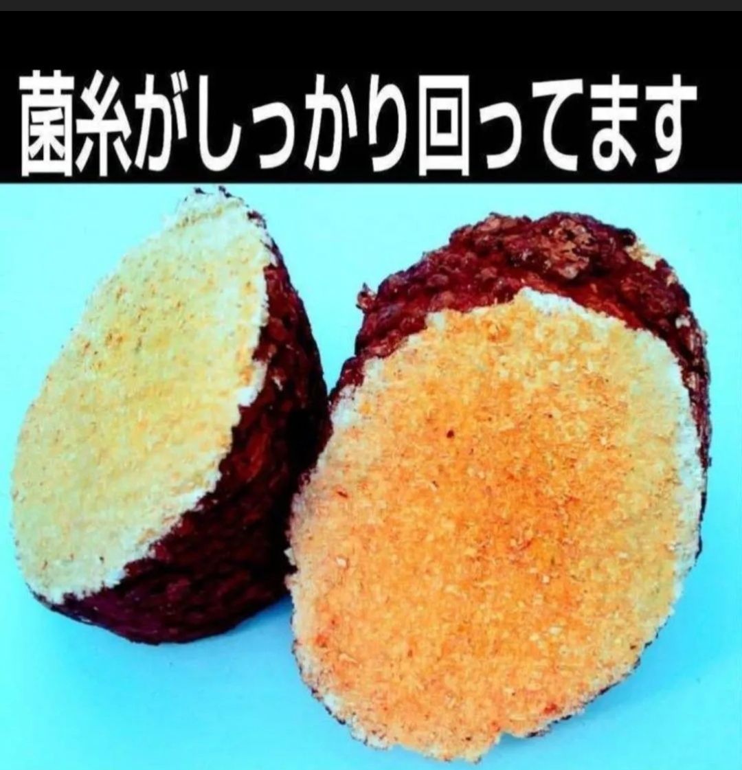 カブトムシ幼虫の栄養強化に！　椎茸菌床ブロック【10個】クヌギ100％ ブロックのまま発酵マットに埋め込むだけで幼虫がモリモリ食べます！