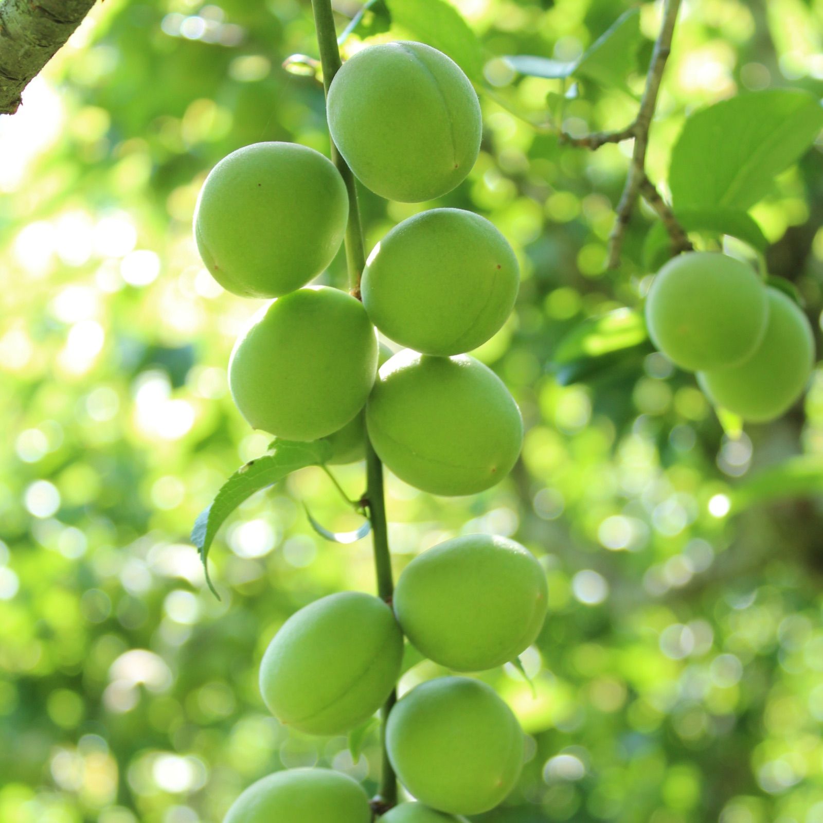 祈願梅【鶯宿梅】青梅 10キロ 鹿児島産 サイズ無選別 冷蔵便