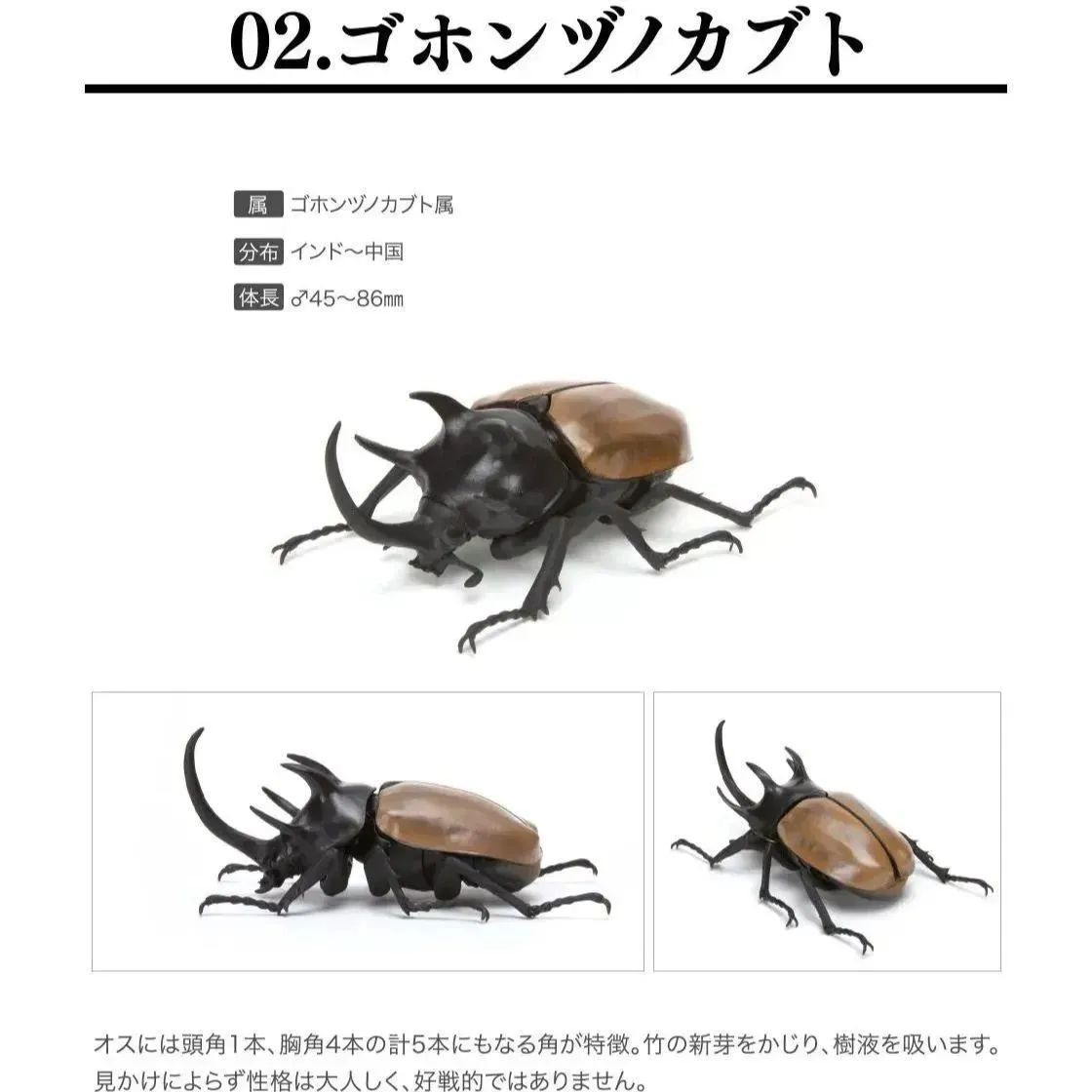 ガシャポン いきもの大図鑑 かぶとむし02 ゴホンヅノカブト - その他